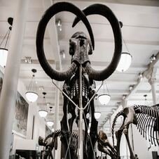American Museum of Natural History tour thumbnail